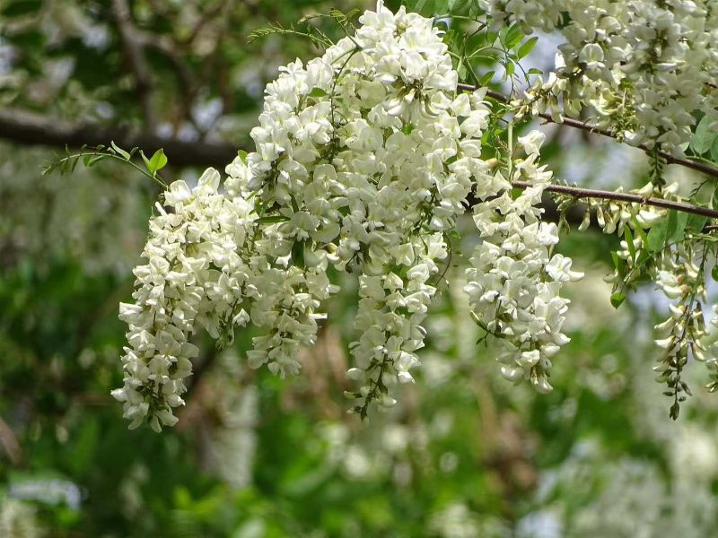 槐花飘香